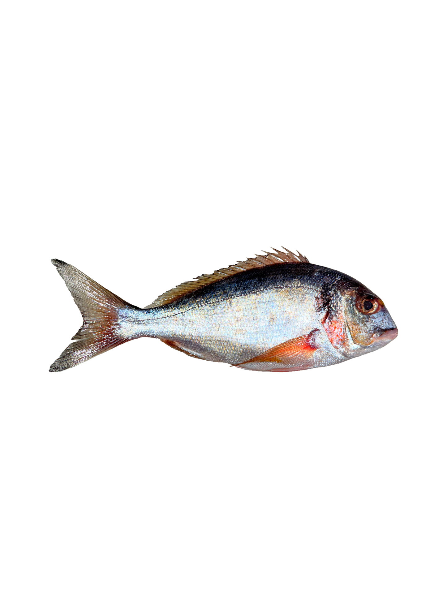 Shocked - Gilt Head Bream whole Fish - (Denees - 1000 gm)