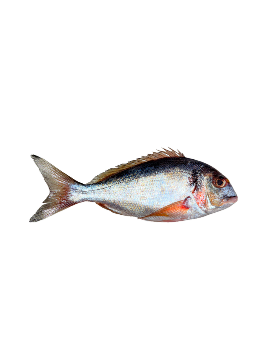 Shocked - Gilt Head Bream whole Fish - (Denees - 1000 gm)