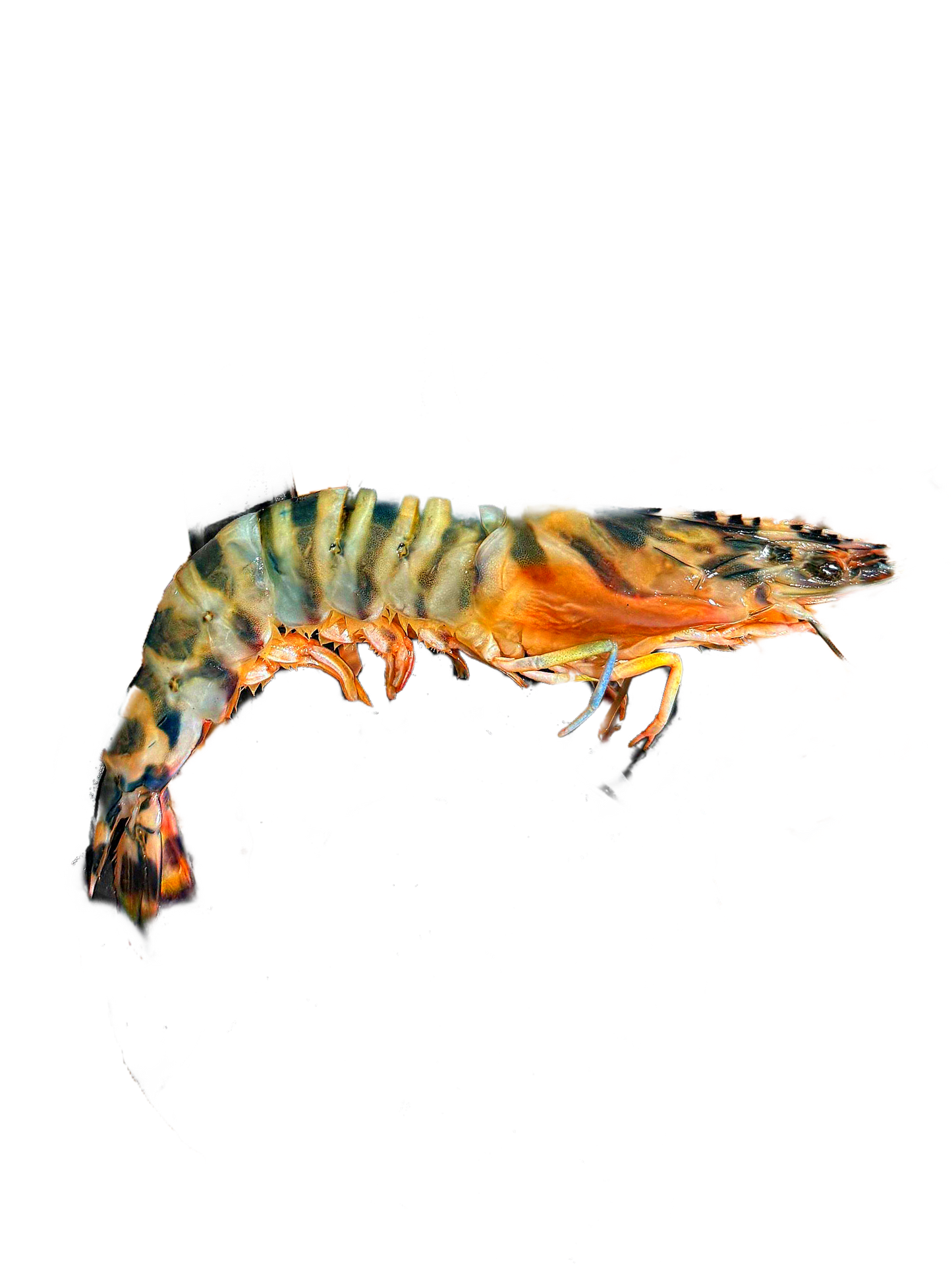 Shocked - Glass Shrimps Shell on ( Qzaz - 1000 gm )