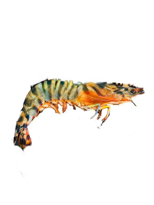 Shocked - Glass Shrimps Shell on ( Qzaz - 1000 gm )